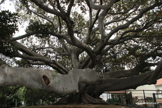 Ficus Scuola Superiore